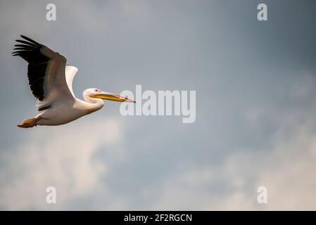 Bella pellicana nel Delta del Danubio, Romania Foto Stock