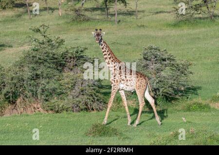 Giraffa singola su sfondo verde chiaro nel Masai Mara, Kenya Foto Stock