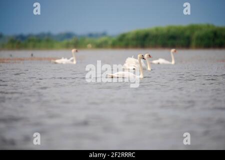 Uccelli selvatici nel Delta del Danubio, Romania Foto Stock