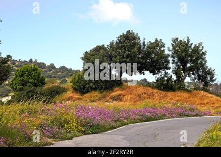 Strada di campagna con fiori selvatici colorati e alberi di olivo in La campagna cipriota Foto Stock