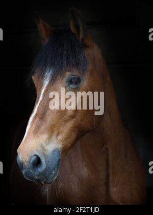 Un colpo di testa di un grazioso cavallo della baia contro uno sfondo nero. Foto Stock