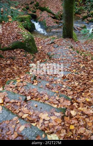 Scalini grigi da una scala in pietra conducono ad una piccola cascata nella foresta. Un sacco di foglie marroni d'autunno, c'è il rischio di scivolare. Germania, Bla Foto Stock