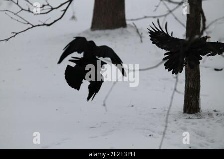 black big raven gioca sulla neve in inverno freddo giorno Foto Stock