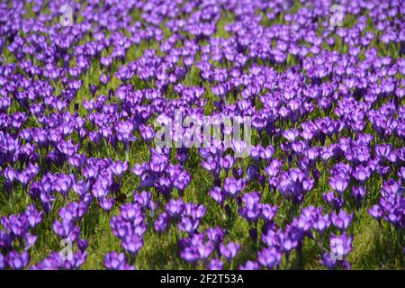 Le api indaffarate impollinano i crocus primaverili che illuminano al sole. Foto Stock