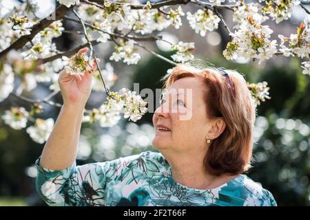 Donna anziana che gode la primavera nel giardino fiorito. Felice pensionato donna in cerca di fioritura ciliegia. Relax all'aperto durante il giorno di sole Foto Stock