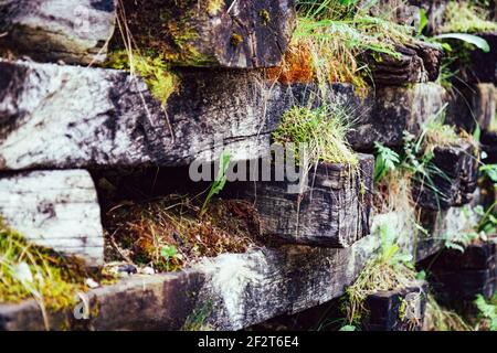 struttura in legno con una crepa ricoperta di fondo naturale muschio per la progettazione Foto Stock