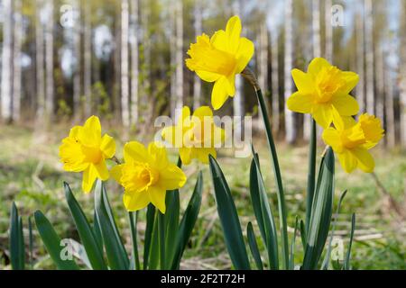 Narcisi gialle, fiori primaverili in giardino. Alberi di betulla sfocati sullo sfondo. Foto Stock
