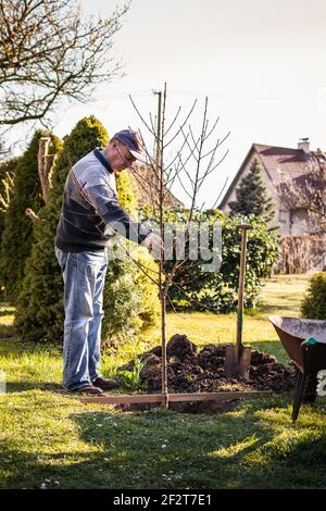 Uomo anziano che pianta albero di frutta in giardino. Lavoro e giardinaggio in primavera. Cortile coltivato Foto Stock