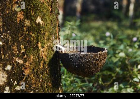 Raccolta di lattice naturale da albero di gomma in piantagione foresta. Agricoltura nello Sri Lanka. Foto Stock