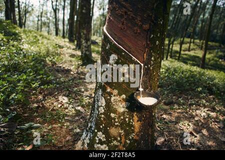 Raccolta di lattice naturale da albero di gomma in piantagione foresta. Agricoltura nello Sri Lanka. Foto Stock