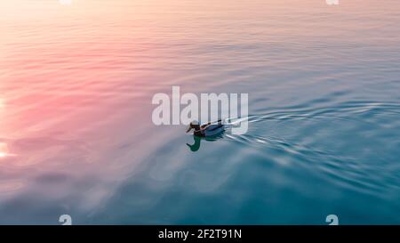 Anatra drake sulle acque calme del Lago di Garda nei raggi del sole che tramonta. Italia Foto Stock