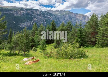 Due mucche riposano in erba su un alto prato alpino nelle Dolomiti italiane. Alpi Italiane, Corvara in Badia. Foto Stock