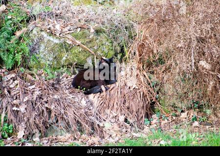 Gatto nero rilassante all'esterno seduto su foglie morte marrone e. Piante in sole invernale nel mese di febbraio giardino di roccia Galles rurale REGNO UNITO KATHY DEWITT Foto Stock