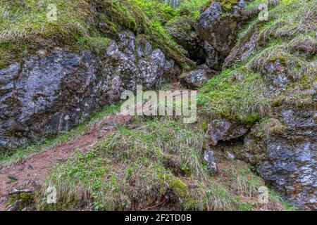 Struttura di una pietra sopravvolta con muschio nella foresta Foto Stock