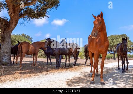 Gruppo di bellissimi cavalli (cavallo Menorquin) rilassarsi all'ombra degli alberi. Minorca (Isole Baleari), Spagna Foto Stock