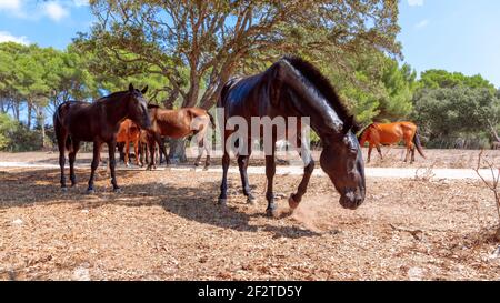 Gruppo di bellissimi cavalli (cavallo Menorquin) rilassarsi all'ombra degli alberi. Minorca (Isole Baleari), Spagna Foto Stock