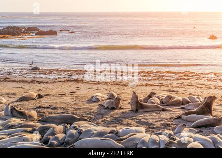 Elefante foche dormire sulla spiaggia a Elephant Seal Vista Point, San Simeon, California, Stati Uniti Foto Stock