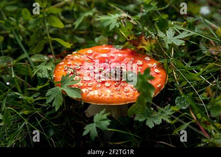 Amanita fungo velenoso nella foresta (fuoco selettivo) Foto Stock
