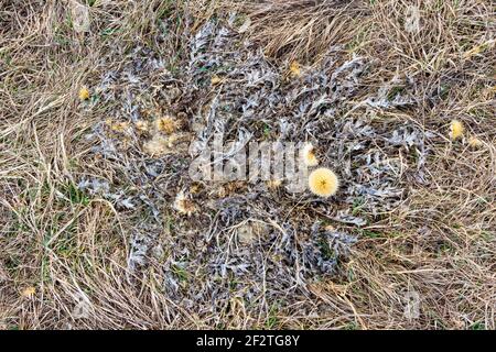 Carline senza stelo Thistle (Carlina acaulis) in primavera, Becsi-domb, Sopron, Ungheria Foto Stock