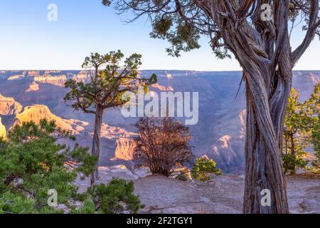 Paesaggio con alberi su una scogliera sullo sfondo di Grand Canyon nei raggi del sole che sorge Foto Stock