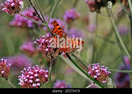 La virgola farfalla in un giardino cottage paese con verbena Foto Stock