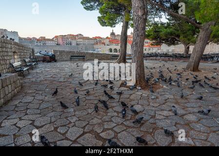 Vista all'alba della piazza con piccioni che si affaccia sul porto di Dubrovnik, Croazia Foto Stock