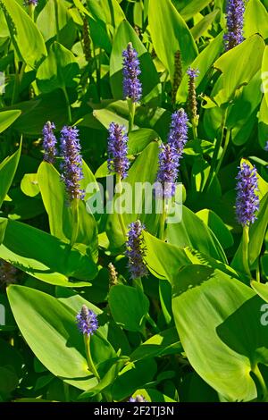 Primo piano di Pontederia cordata pianta acquatica fioritura su un lago Foto Stock