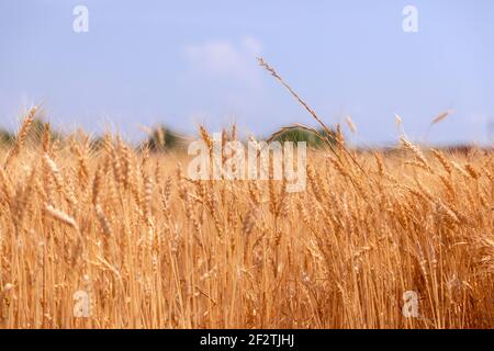 Campo di grano sotto il cielo azzurro estivo. (Fuoco selettivo) Italia settentrionale Foto Stock