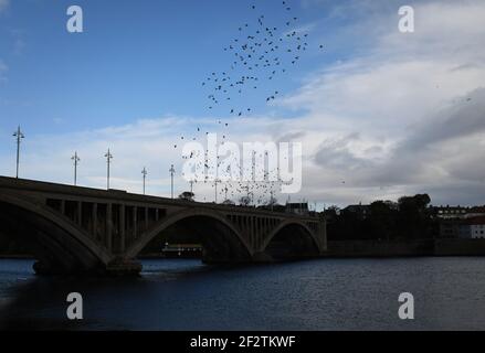 Starlings volare intorno al Royal Tweed Bridge a Berwick-Upton-Tweed, Inghilterra Foto Stock