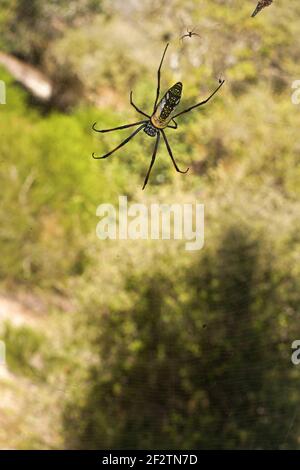 Zampe rosse golden orb weaver spider femmina - Nephila inaurata madagascariensis, appoggiato sul suo nido, sun su boccole sfocata in background Foto Stock