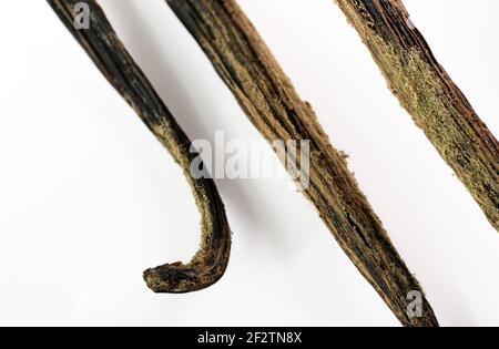 Muffa bianca/gialla o muffa che cresce su bastoncini di vaniglia immagazzinato in modo errato in frigorifero umido e freddo - primo piano foto di dettaglio isolata su sfondo bianco Foto Stock