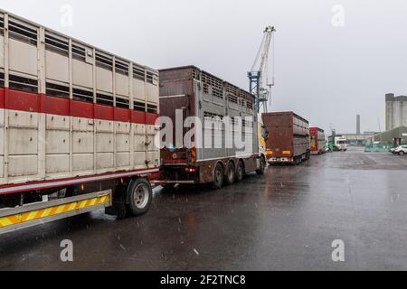 Cork, Irlanda. 13 Marzo 2021. L'esportazione di bestiame in Libia è proseguita oggi con 2,000 tori giovani caricati sul vettore di bestiame Finola M a Kennedy Quay, Cork. Il bestiame di Curzon esporta regolarmente bestiame in Libia, con un viaggio di circa 10 giorni per completare. C'è stata una forte presenza di sicurezza sulle banchine oggi, come ci si aspettava proteste. Credit: AG News/Alamy Live News Foto Stock