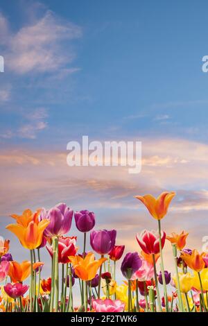 Tulipani colorati contro un cielo blu e arancione tramonto Foto Stock