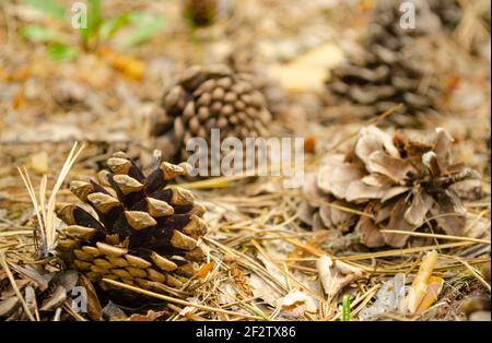 Coni di abete sul pavimento della foresta con profondità di campo e vignettatura intenzionali poco profonde. I coni si trovano sul terreno con aghi di pino secco. Foto Stock