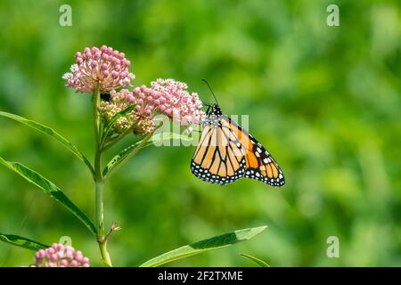 03536-06706 Monarch (Danaus plexippus) sulla palude Milkweed (Asclepias incarnata) Marion Co. Il Foto Stock