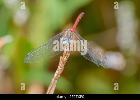 06652-00808 Meadowhawk (Sympetrum ambiguum) maschile nella zona umida Marion Co. Il Foto Stock