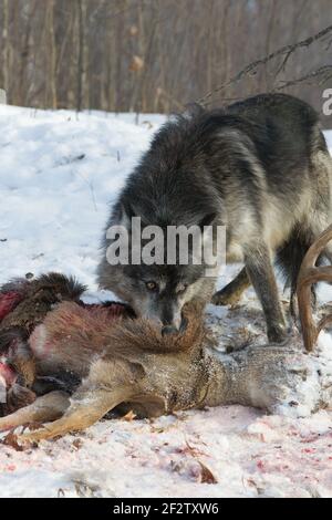 Un pacco di lupi grigi (lupus canis) mangia e un cervo uccide in Minnesota, Stati Uniti. Foto Stock