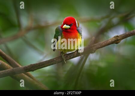 Barbet a testa rossa, vera Blanca, Costa Rica, uccello di montagna grigio e rosso esotico, scena di fauna selvatica dalla natura. Birdwatching in Sud America. Bella b Foto Stock