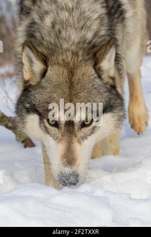 Un pacco di lupi grigi (lupus canis) mangia e un cervo uccide in Minnesota, Stati Uniti. Foto Stock