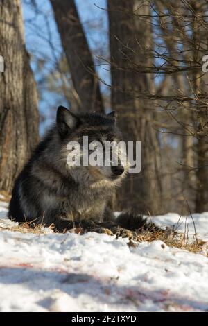 Un pacco di lupi grigi (lupus canis) mangia e un cervo uccide in Minnesota, Stati Uniti. Foto Stock