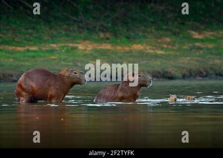 Capybara, famiglia con due giovani, il più grande mouse in acqua con luce serale durante il tramonto, Pantanal, Brasile. Scena della fauna selvatica dalla natura. Fauna selvatica Brazi Foto Stock