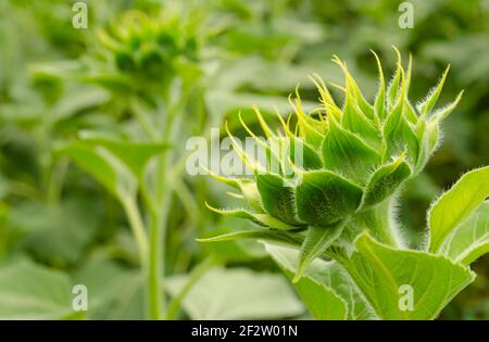 Primo piano girasole giovane il fiore non è completamente cresciuto nel campo e sfocare background.Small profondità di campo. Foto Stock