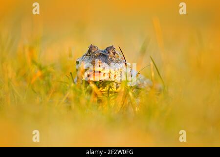 Caiman nascosto in erba. Ritratto di Yacare Caiman in piante d'acqua, coccodrillo con museruola aperta, Pantanal, Brasile. Dettaglio primo piano ritratto di cayman. W Foto Stock