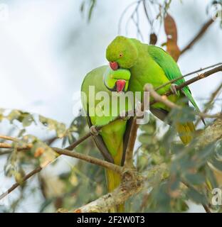 Parakeet rosa-ring (Psittacula krameri) maschio e femmina si prefingono Foto Stock