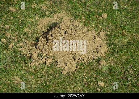 un mucchio di talpa fresca in primo piano in un prato di primavera Foto Stock