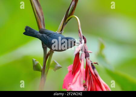 Glowerpiercer lucido, Dylossa lafresnayii, uccello nero con becco piegato sittin sul fiore arancione, habitat naturale, animale esotico dal Costa Rica. Uccello Foto Stock
