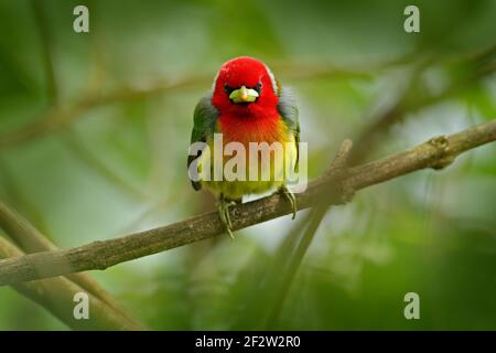 Barbet nell'habitat. Barbet a testa rossa, vera Blanca, Costa Rica, uccello di montagna grigio e rosso esotico, scena di fauna selvatica dalla natura. Birdwatching a Sou Foto Stock