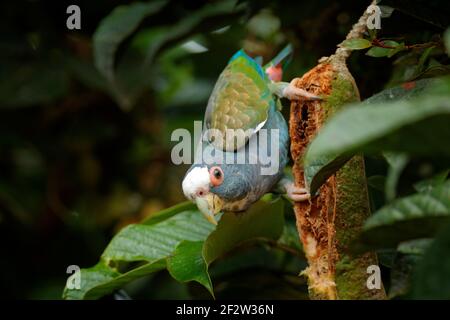 Ritratto di pappagallo, congedo verde. Coppia di uccelli, pappagallo verde e grigio, Pionus bianco-coronato, Parrot bianco-capped, Pionus senilis, in Messico. Pappagalli c Foto Stock