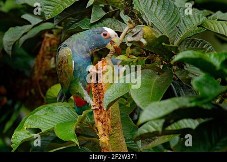 Primo piano della testa. Ritratto di pappagallo, congedo verde. Coppia di uccelli, pappagallo verde e grigio, Pionus bianco-coronato, Parrot bianco-capped, Pionus senilis, poll Foto Stock