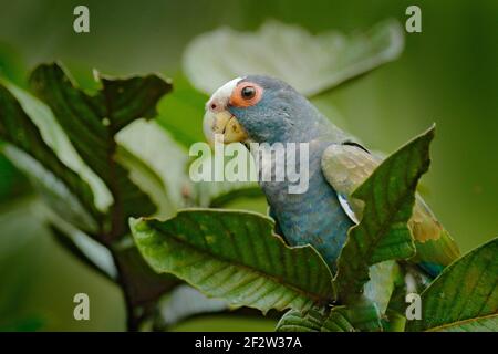 Ritratto di pappagallo, congedo verde. Coppia di uccelli, pappagallo verde e grigio, Pionus bianco-coronato, Pappagallo bianco-capped, Pionus senilis, in Costa Rica. Parro Foto Stock